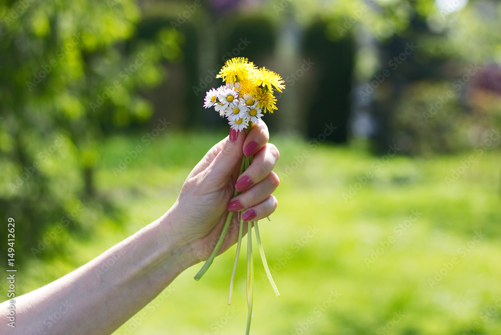 女性手中拿着蒲公英和雏菊。花园里拿着春花的年轻女子。