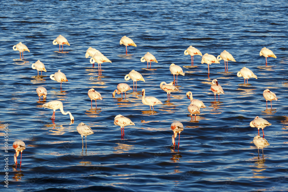 Group of Flamingos 