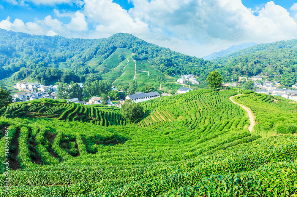 中国绿茶种植园景观