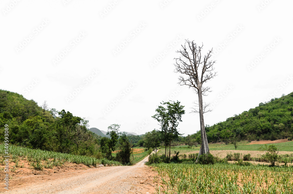 Tree and mountain roads in the countryside