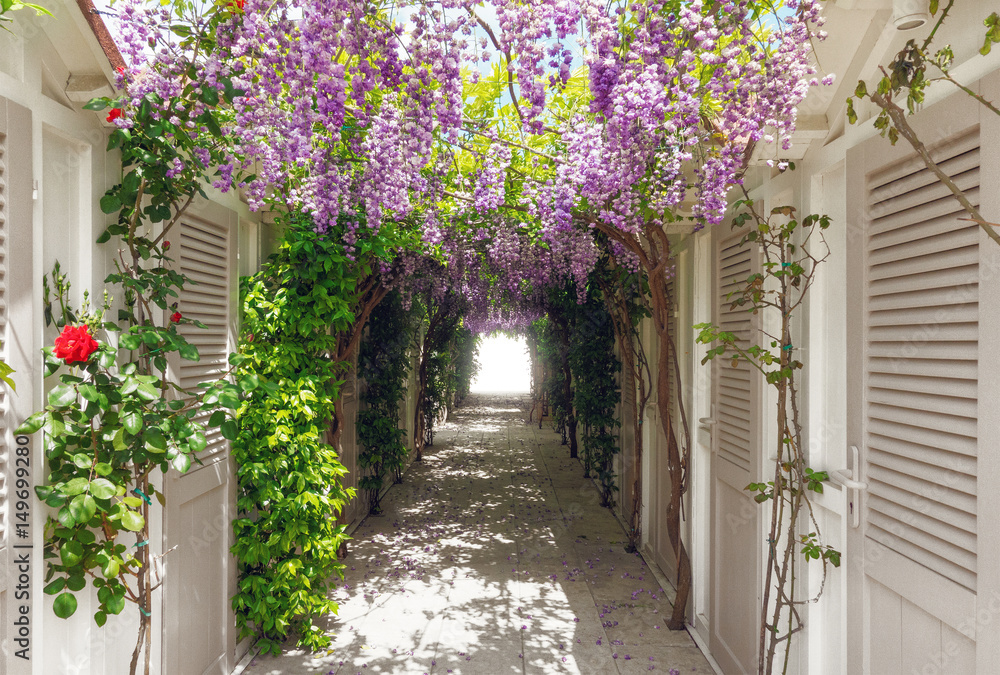 Viale coi glicini e rose, passeggiata o location