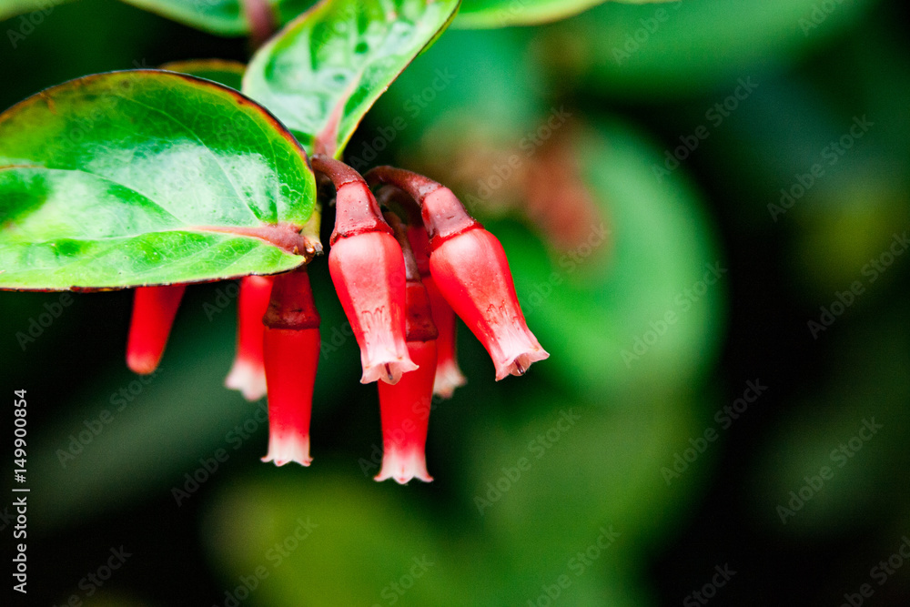 Firecracker Plant