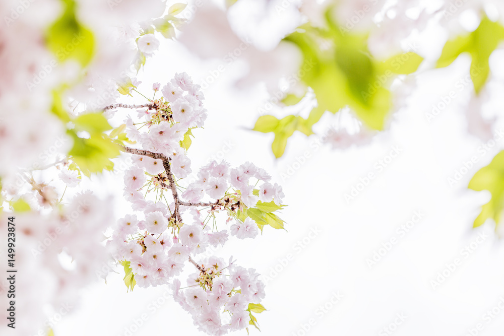 桜