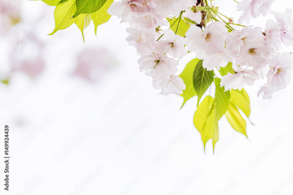 桜