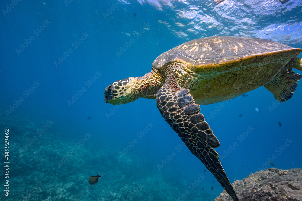 Turle in underwater environment with fish and blue world at background discovered