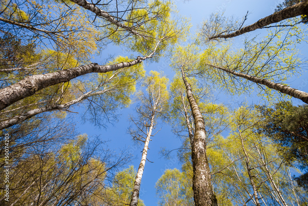 Bottom view of spring trees in forest or park