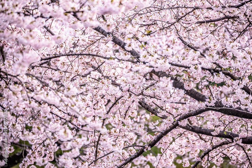 桜