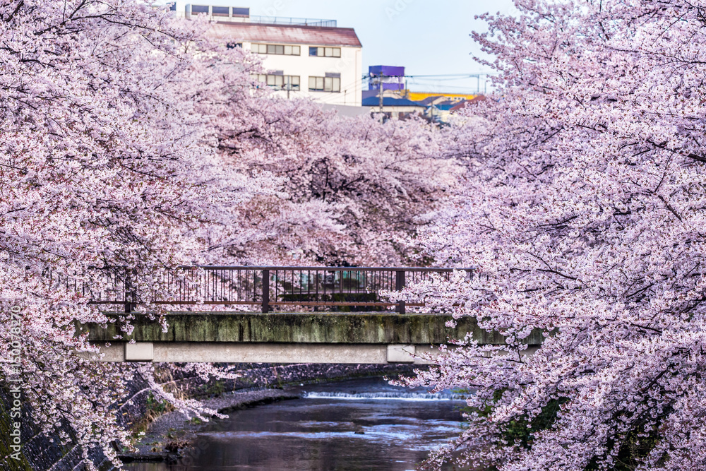 桜