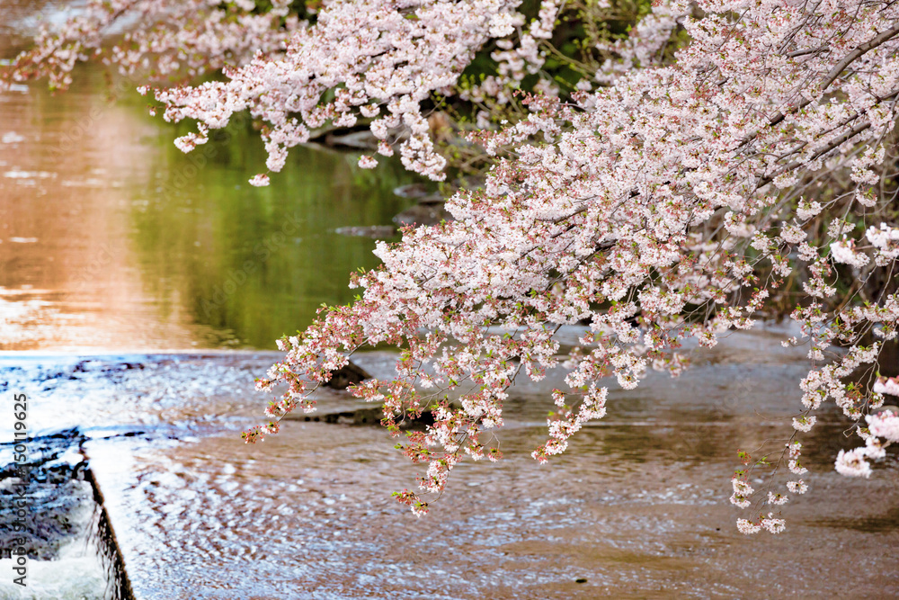 桜