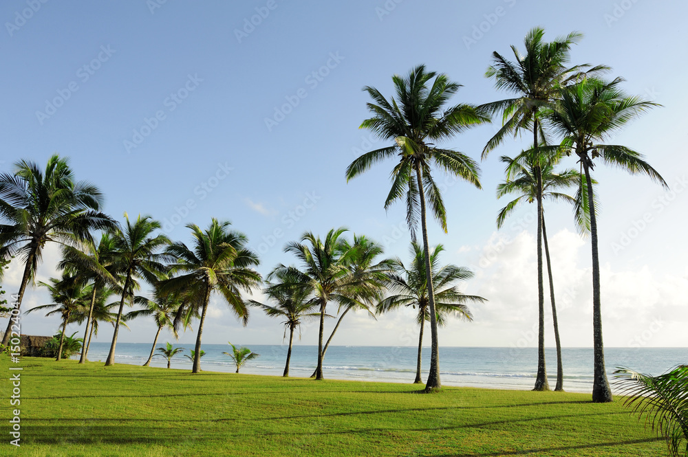 Palm trees at the beach