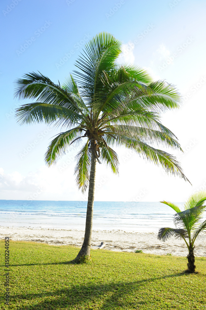 Palm trees at the beach