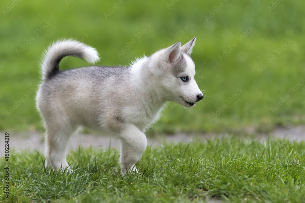 Cute little husky puppy