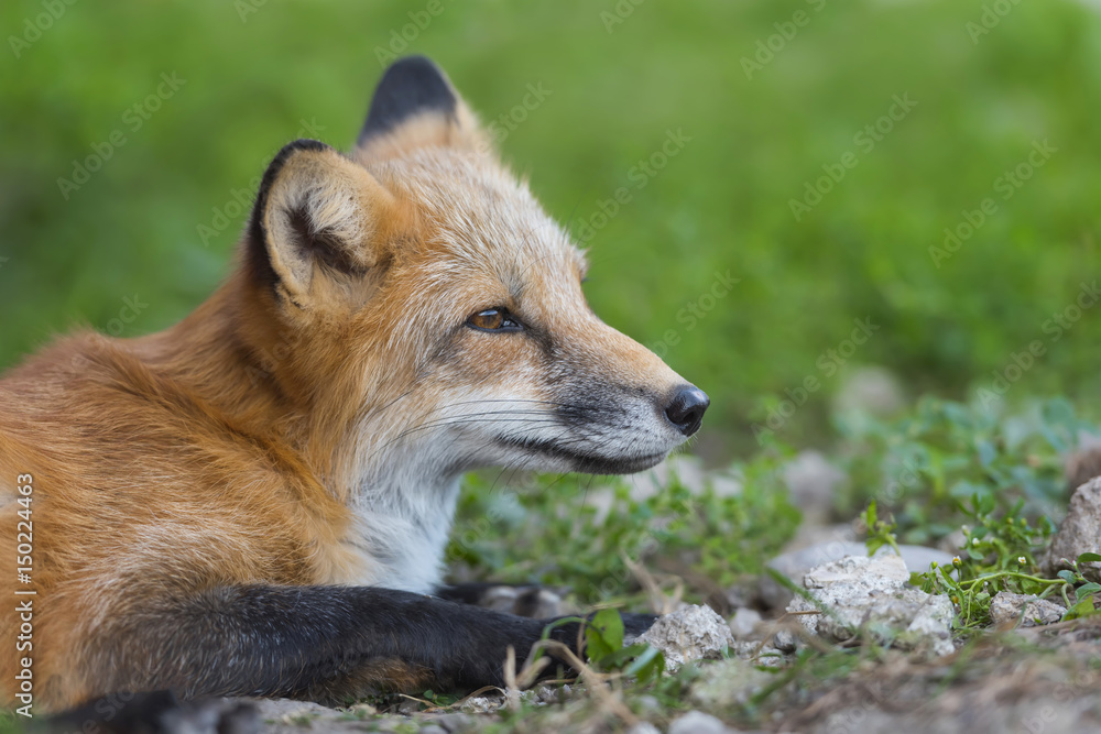 自然界中的赤狐（Vulpes Vulpes）