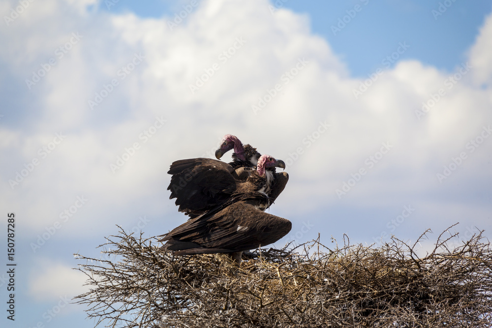 African Vulture on the tree. They dominante other vultures at carcasses. Tanzania Africa 