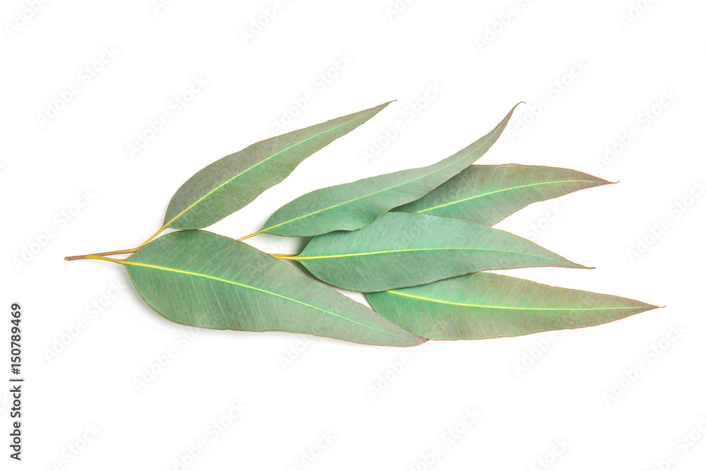 close up Eucalyptus leaves on white background