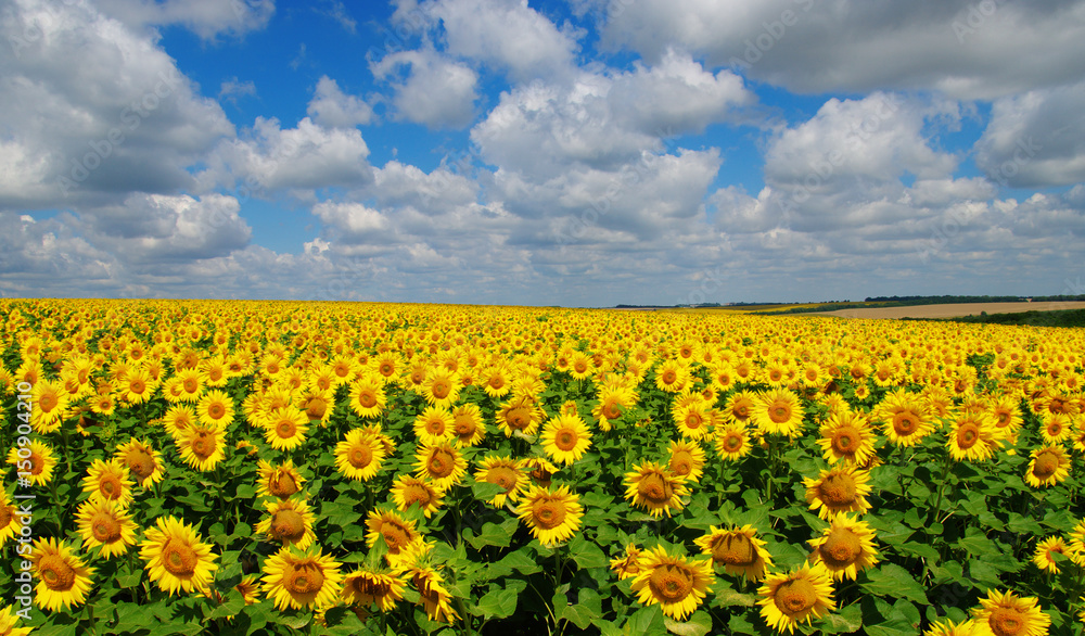 field of blooming sunflowers