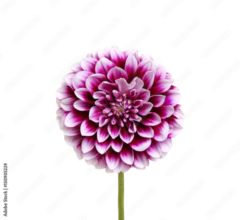  purple flower on white