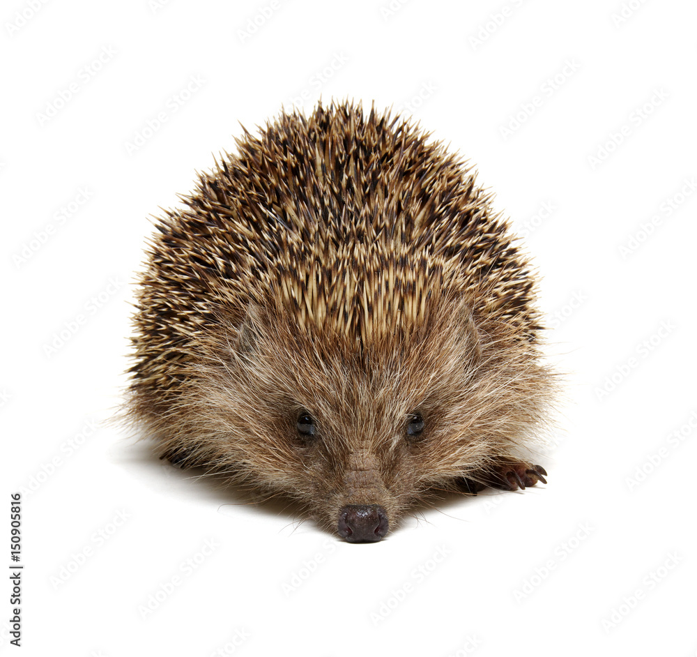 Hedgehog  isolated on white