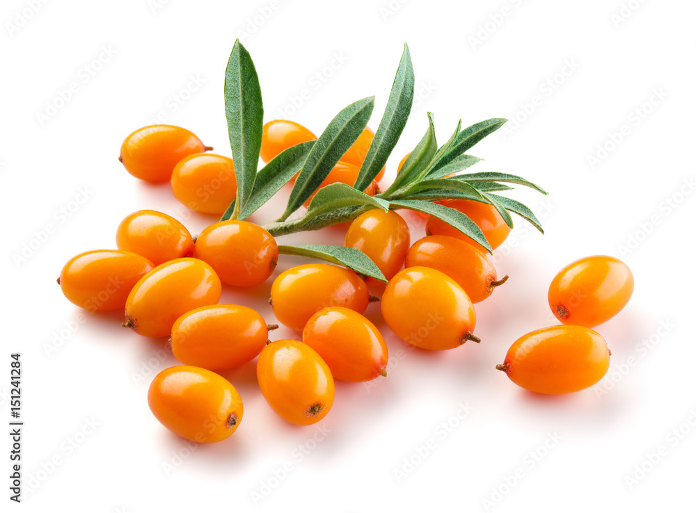 Sea buckthorn. Fresh ripe berries with leaves isolated on white background.