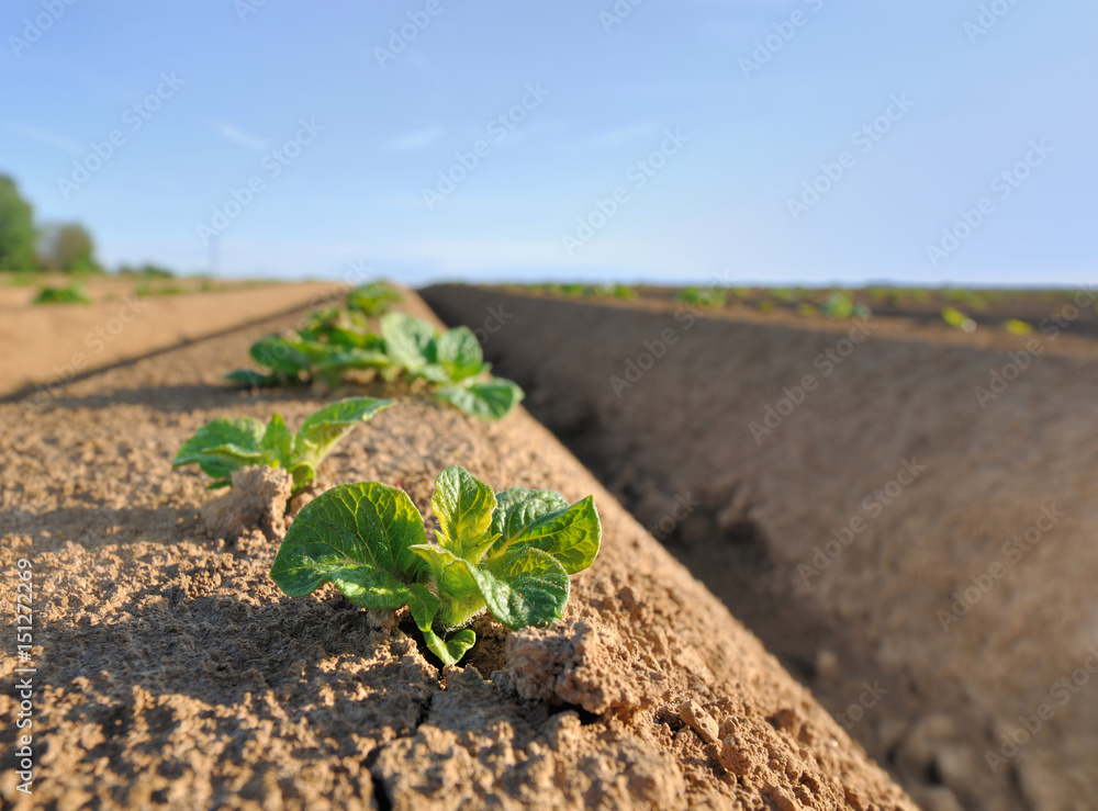 semis de pomme de terre sur butte dans un champ