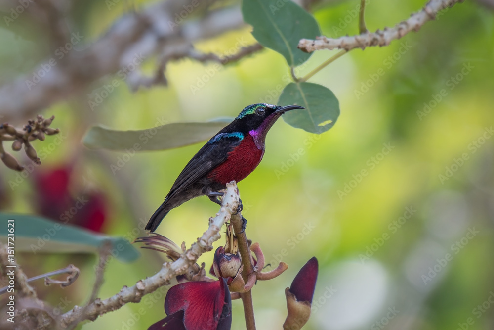 泰国Phatthalung Thale noi的Van Hasselts Sunbird。