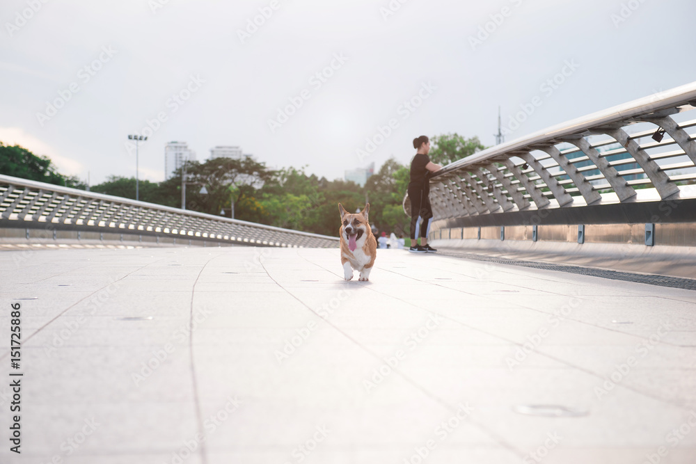 彭布罗克威尔士柯基犬夏季户外跑步。