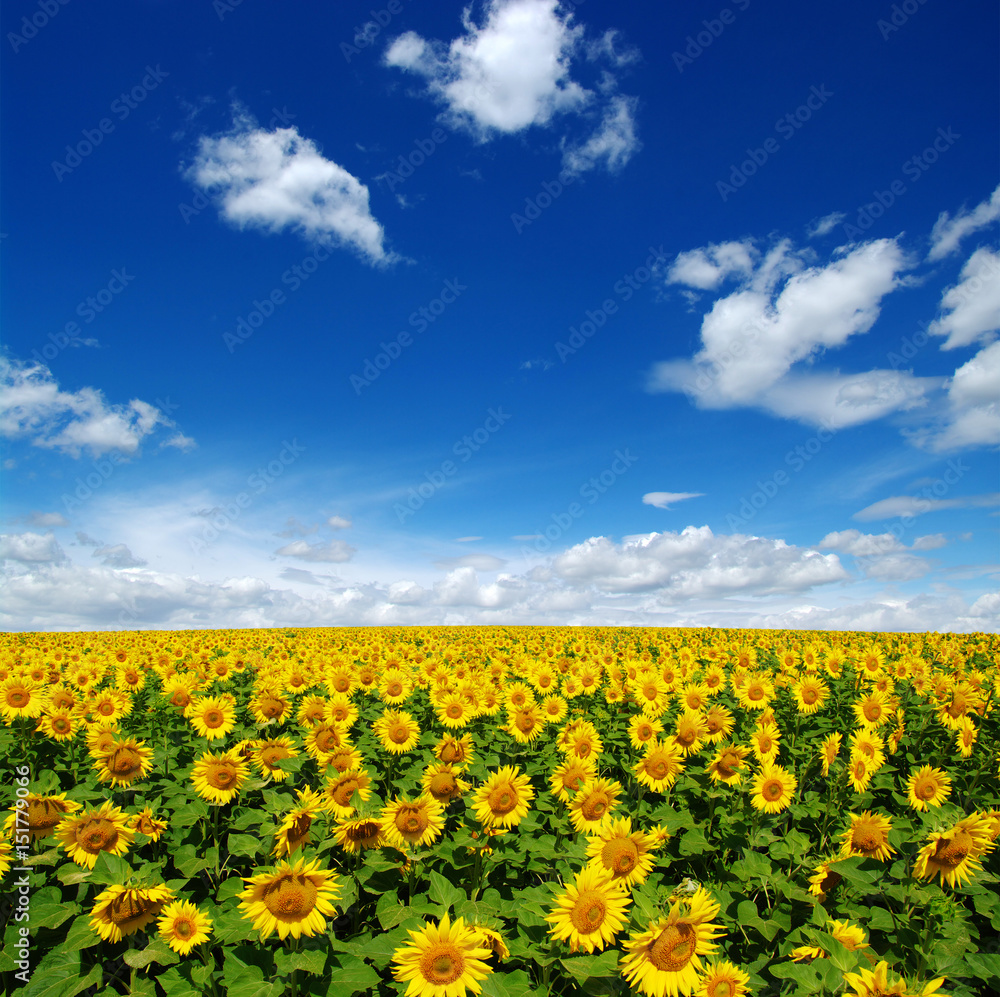 field of blooming sunflowers