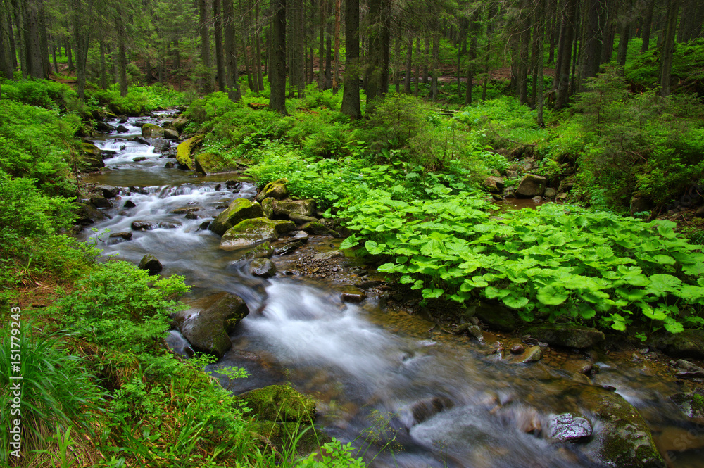 Creek in the woods