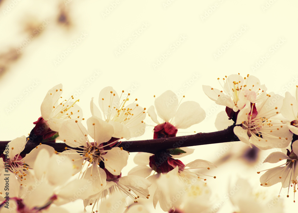 Branch with blossoms