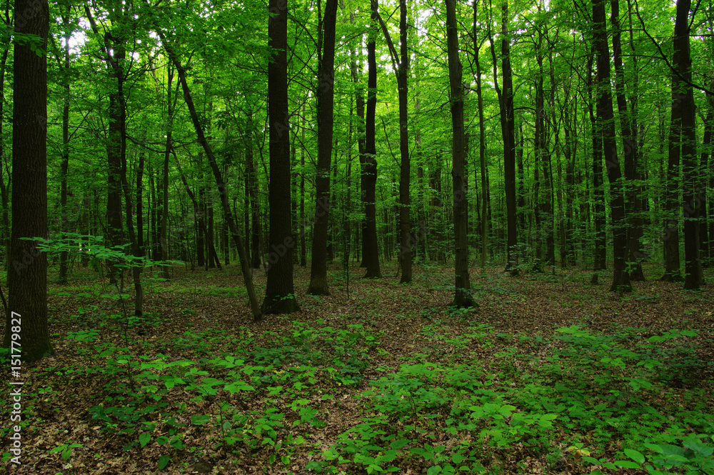 Trees in green forest