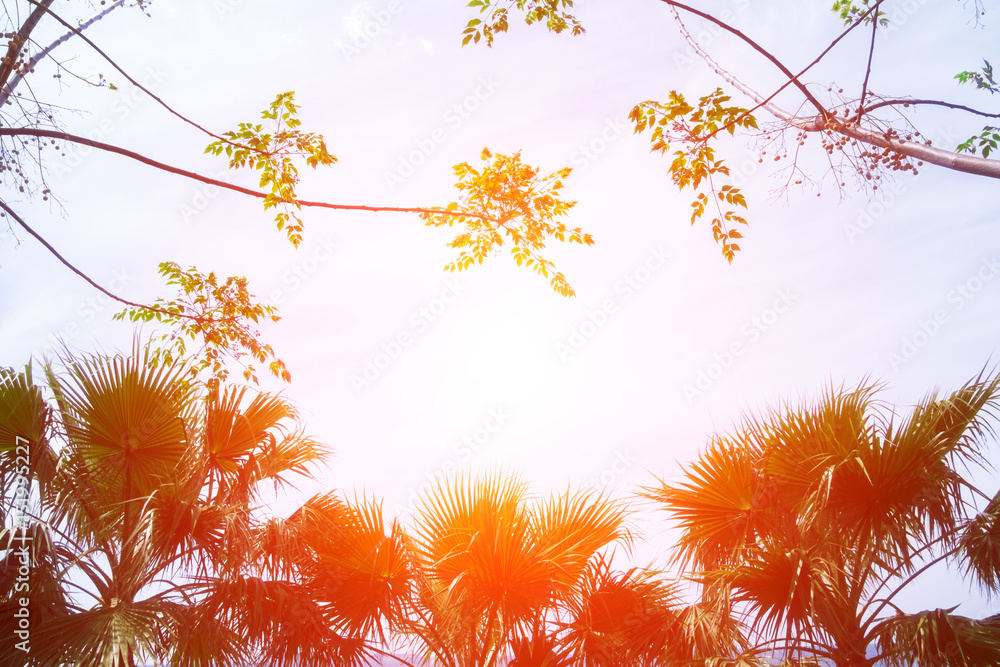 Palm tree silhouettes on orange sundown background