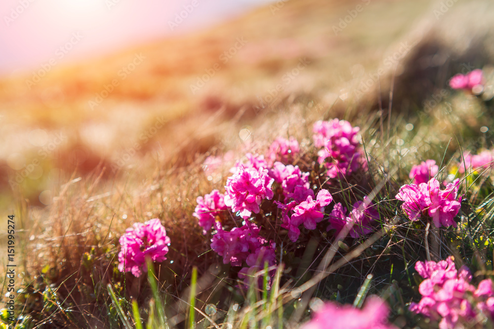 高山杜鹃花