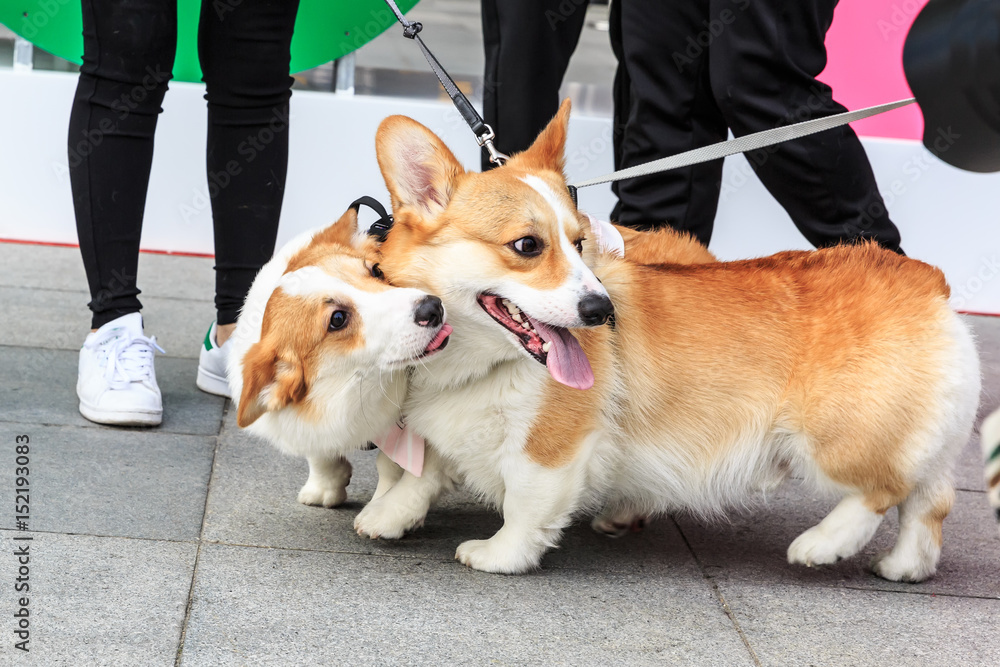 公园里活泼可爱的柯基犬