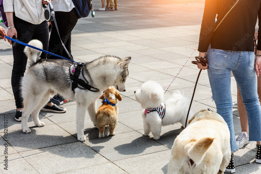 Husky was playing with a group of puppies