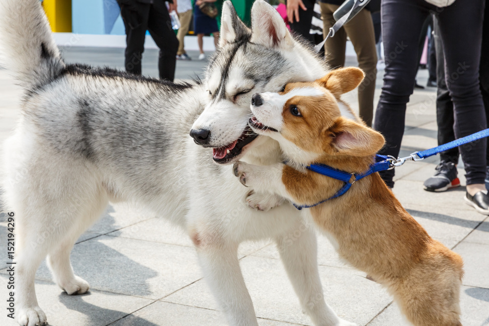 活泼的柯基犬和哈士奇在玩耍