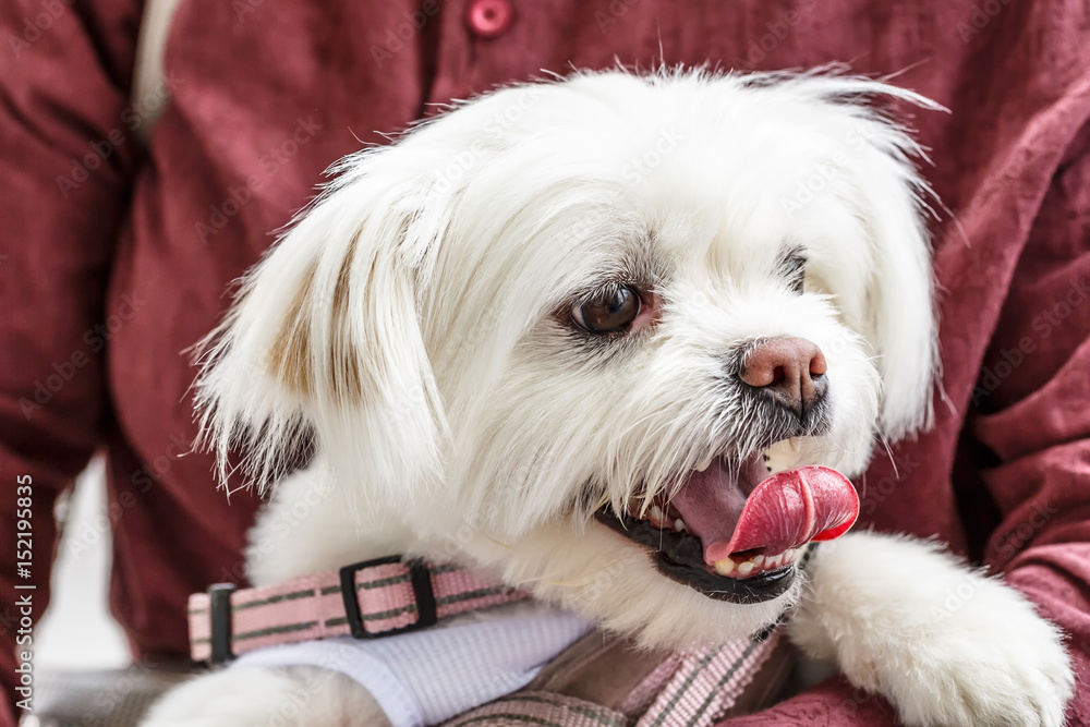 主人怀抱中可爱的白色比雄飞盘犬