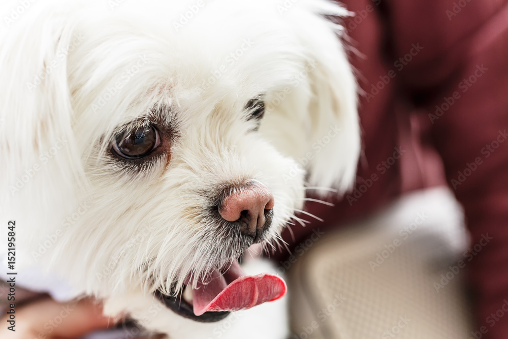 主人怀抱中可爱的白色比雄飞盘犬