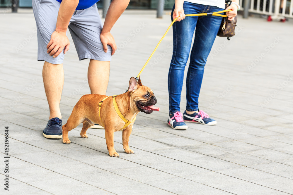 Lovely yellow pug dog in the city square