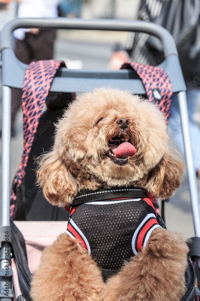 lovely teddy dog sitting in a pet trolley