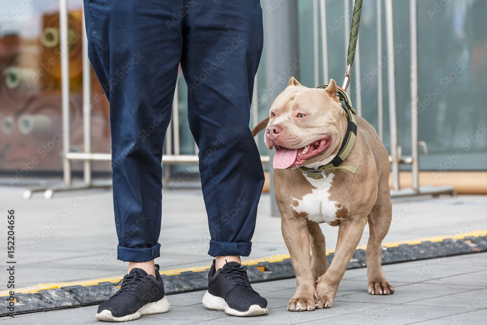 城市广场上强壮的斯塔福德斗牛犬