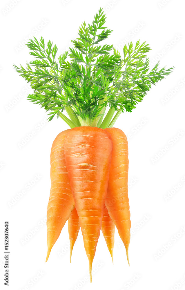 Isolated carrots. Bunch of carrots with leaves isolated on white background with clipping path