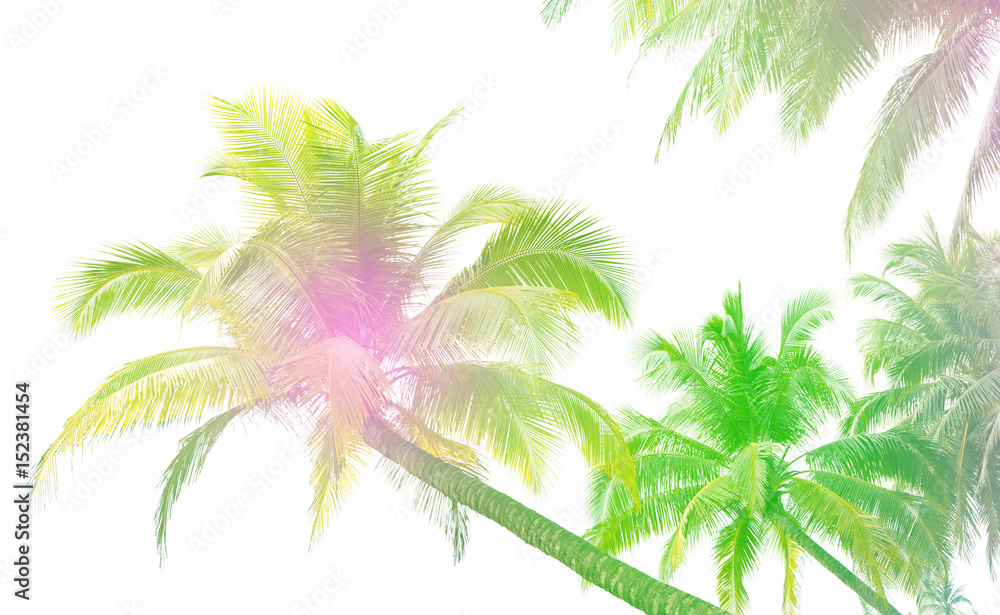 Silhouette palm tree with colorful filter for summer background.