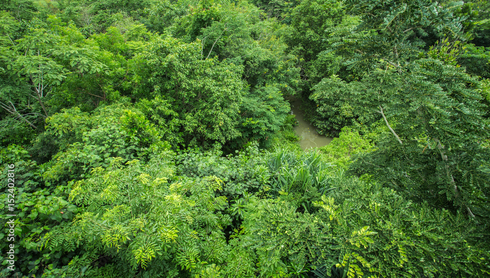 绿树成荫的森林背景