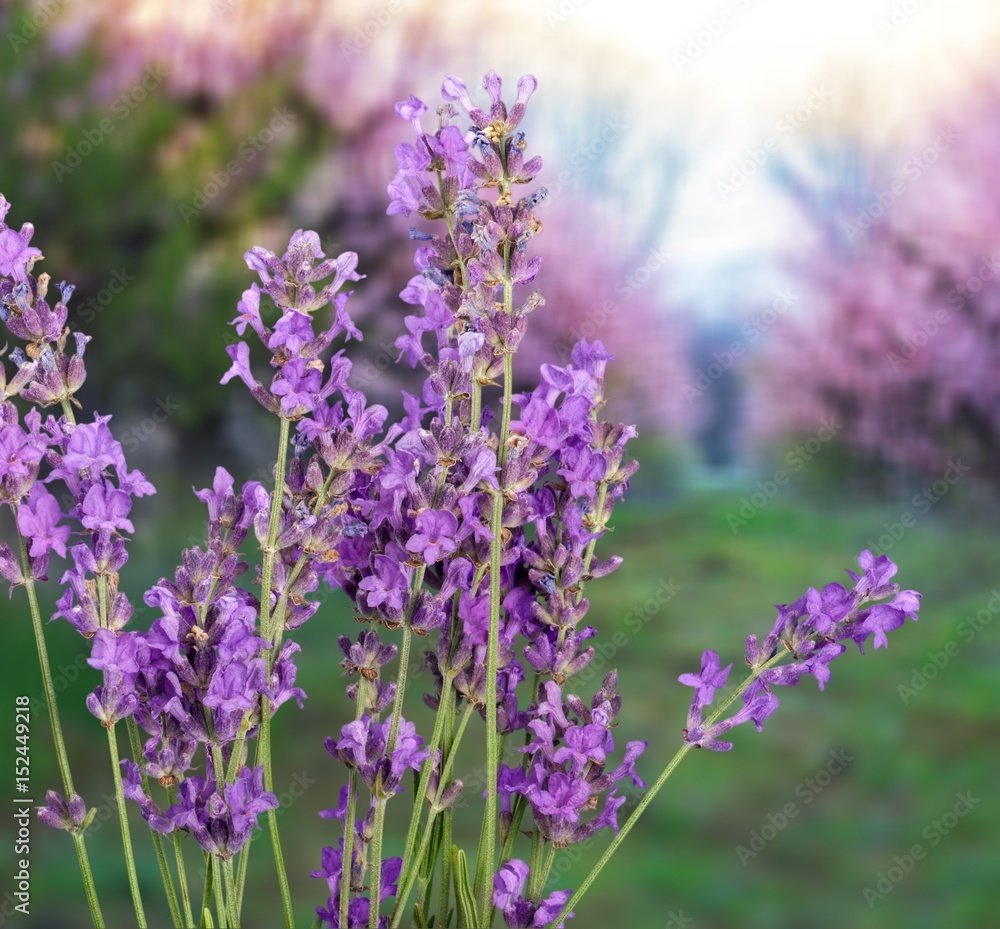 Lavender.