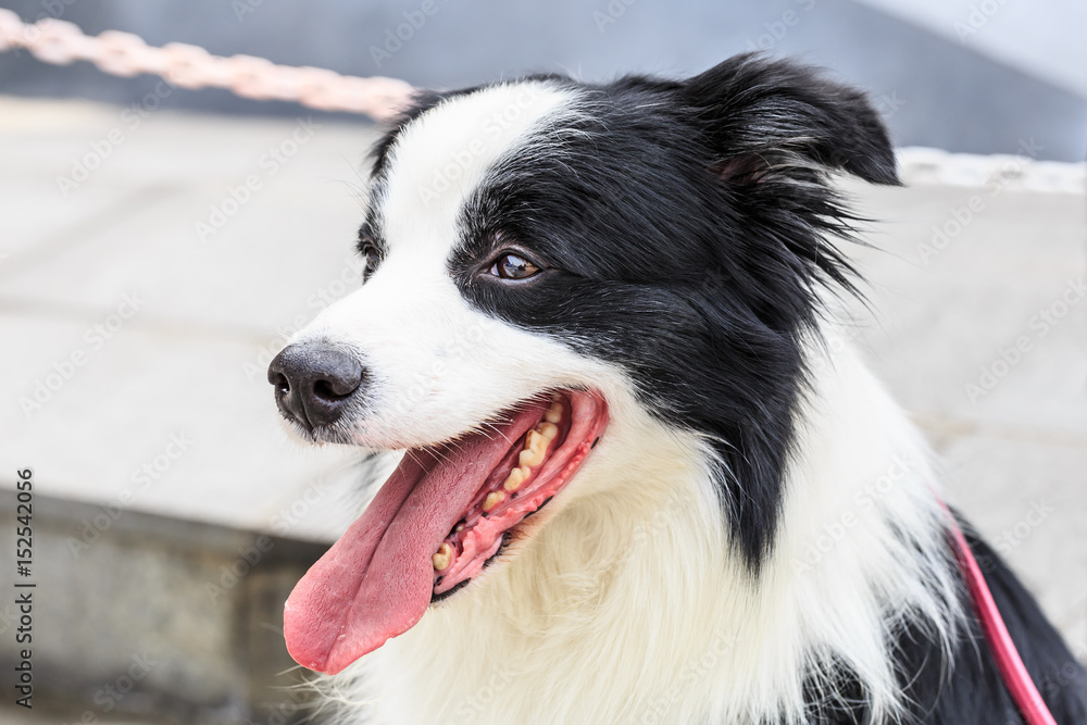 快乐边境牧羊犬