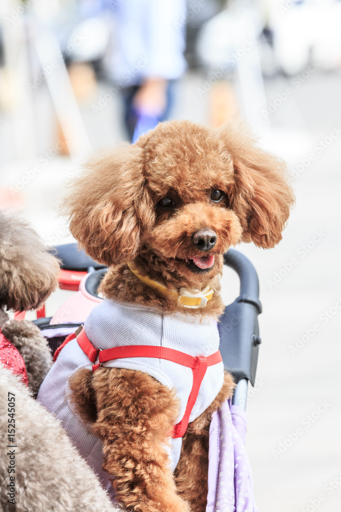 lovely teddy dog sitting in a pet trolley