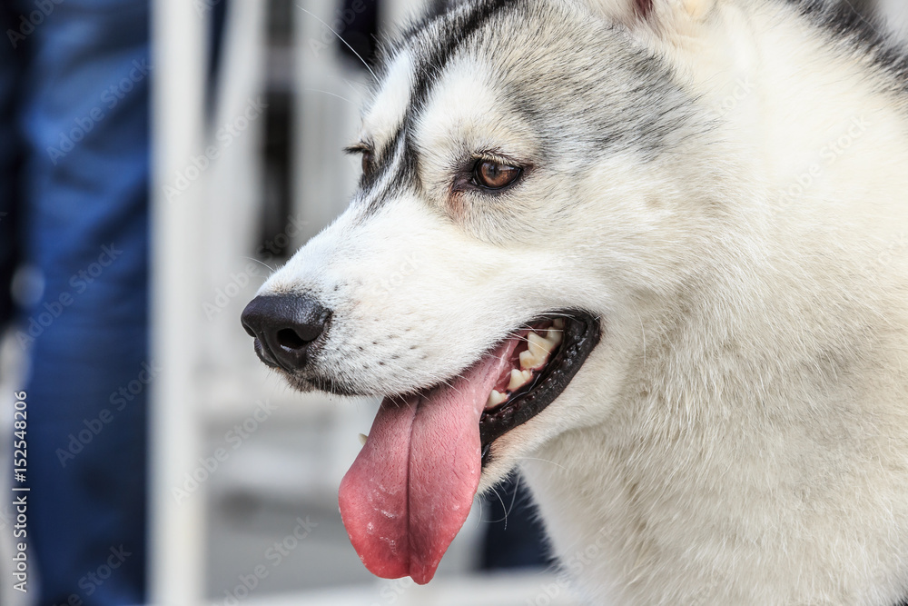 lovely husky dog is on the city street