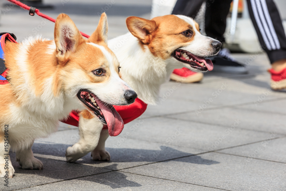 公园里活泼可爱的柯基犬