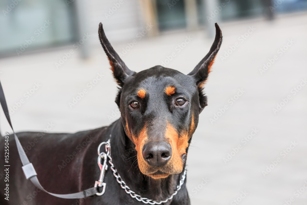 Cute face of a doberman pinscher dog