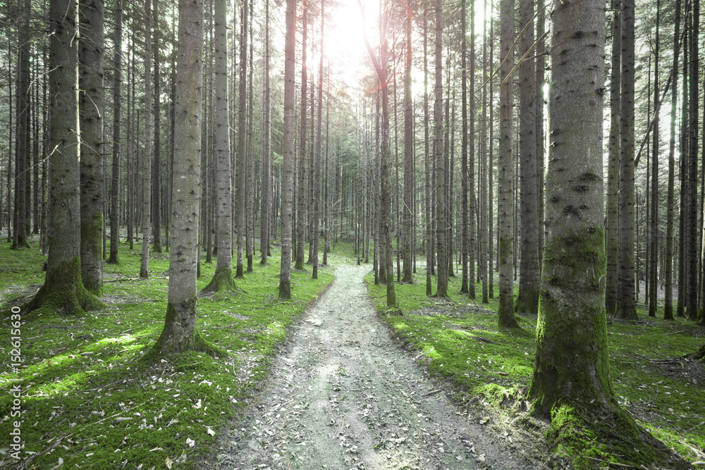 Green moss floor in the coniferous forest landscape with path.